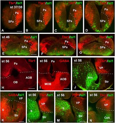 Pattern of Neurogenesis and Identification of Neuronal Progenitor Subtypes during Pallial Development in Xenopus laevis